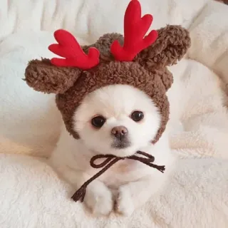 💘 собака, рождество, олень, питомец, животное, шляпа telegram sticker