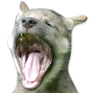 😴 собака, щенок, зевающий, животное, милый, млекопитающее telegram sticker