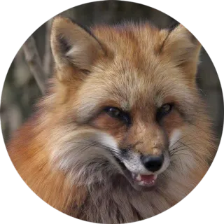 😈 лиса, животное, дикая природа, млекопитающее, природа whatsapp sticker