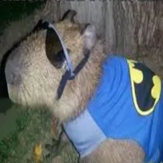 👻 Batman Capybara, Batman, Tier, Lustig, Kostüm, Säugetier whatsapp sticker