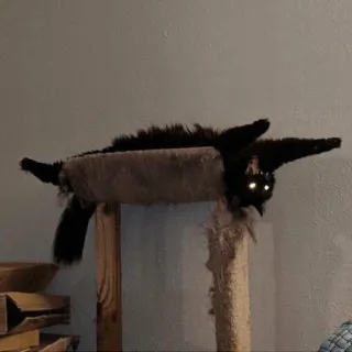 😵 gatto, animale domestico, felino, gatto nero, tiragraffi, animale domestico, animale telegram sticker