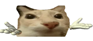 🤷 cat, meme, question, hands, beluga whatsapp sticker