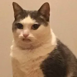 😕 gatto, animale, grigio, bianco, domestico, animale domestico telegram sticker