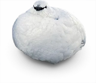 😶 ptarmigan, bird, animal, wildlife, white, winter telegram sticker