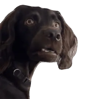 😦 dog, pet, animal, portrait, looking whatsapp sticker