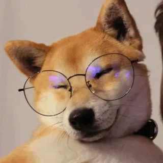 🐕 perro, shiba inu, gafas, mascota, animal, lindo, nerd, inteligente whatsapp sticker