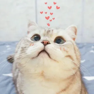 🐱 кот, животное, милый, сердечки, домашнее животное, домашнее животное, кошачий, очаровательный telegram sticker