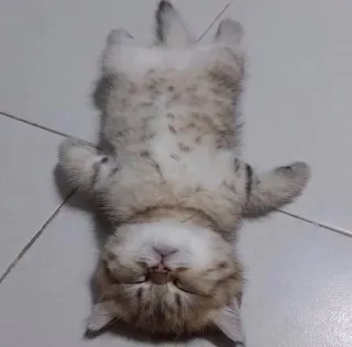 🌟 chat, chaton, dormir, adorable, mignon, animal, animal de compagnie whatsapp sticker