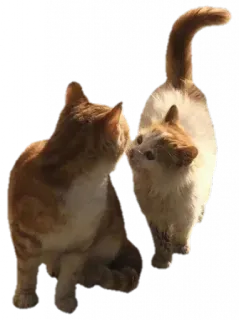 🐈 koty, rudy pręgowany kot, zwierzę domowe, zwierzęta whatsapp sticker