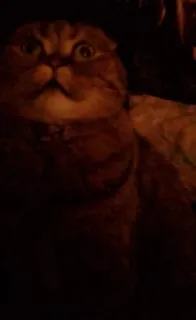 🗿 gato, fofo, animal de estimação, animal, felino telegram sticker