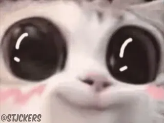 🥹 @STJCKERS chat, mignon, animal, autocollant, yeux, kawaii whatsapp sticker