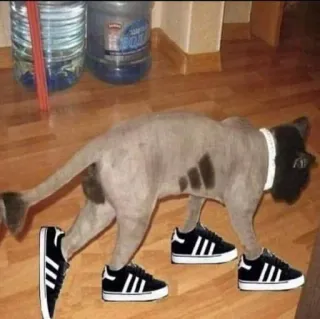 💪 cat, sneakers, shoes, adidas, animal, pet telegram sticker