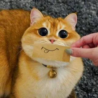 🐈 고양이, 스티커, 웃긴, 동물, 귀여운 telegram sticker
