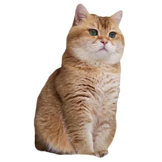 😏 cat, animal, pet, domestic cat, mammal, cute, feline telegram sticker