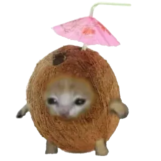 ❤️ cat, coconut, kitten, animal, cute, tropical telegram sticker