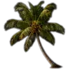 🥥