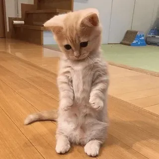 🍑 kitten, cat, cute, animal, pet, standing, ginger cat telegram sticker