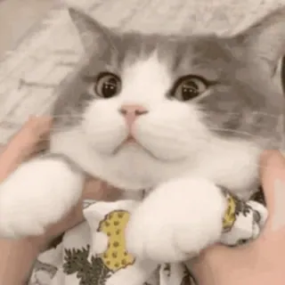 🐱 cat, cute, pet, animal, funny, adorable whatsapp sticker