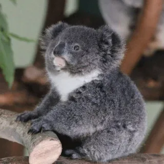 🐨 koala, animal, wildlife, nature, mammal, australia, cute, marsupial telegram sticker