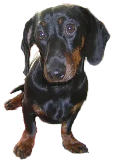 🥺 собака, такса, животное, домашнее животное whatsapp sticker