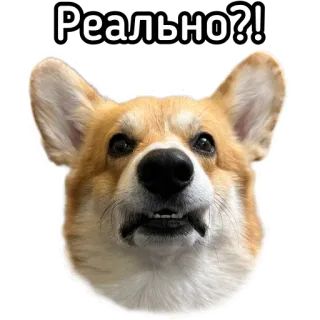 😬 Реально?! hond, corgi, vraag, russisch, sticker, meme, uitdrukking telegram sticker