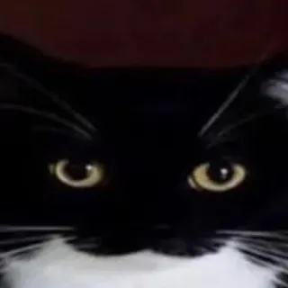 🐾 Katze, Tier, Haustier, Tuxedo Katze, schwarz weiß telegram sticker