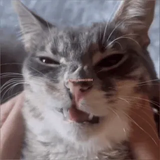 😳 猫, 动物, 宠物, 可爱, 小猫 whatsapp sticker