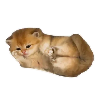 👶 chaton, chat, mignon, animal de compagnie, animal, félin telegram sticker