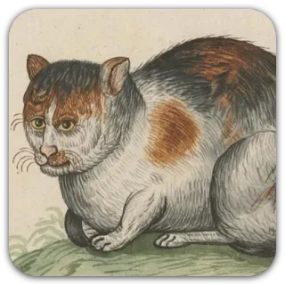 😐 gato, animal, gato doméstico, mamífero telegram sticker