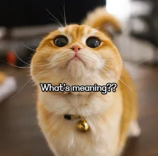 🙃 What's meaning?? kucing, lucu, pertanyaan, hewan peliharaan, hewan, lucu telegram sticker