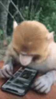 🐒 monkey, phone, animal, technology, primate telegram sticker