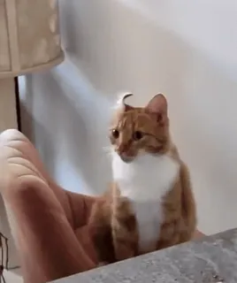 😐 chat, tigré roux, animal de compagnie, animal, mignon, animal domestique, félin whatsapp sticker