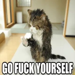 😤 GO FUCK YOURSELF kucing, anak kucing, menyinggung, kata kasar, kasar, marah telegram sticker