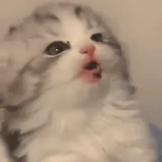 💗 gatinho, gato, fofo, animal, felino, animal de estimação, adorável whatsapp sticker