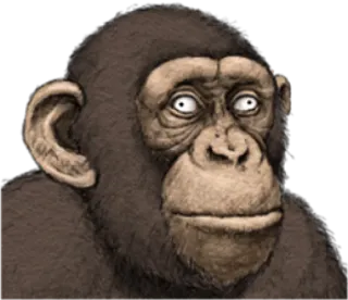 🐵 monyet, kera, hewan, simpanse, primata, satwa liar telegram sticker