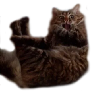 🙀 Katze, Tier, lustig, Meme, Haustier, Haustier telegram sticker
