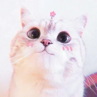 🍓 gato, lindo, mascota, animal, flor, gatito telegram sticker