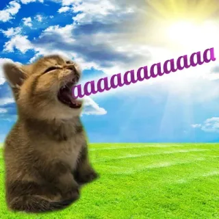 😱 aaaaaaaaaaaa kot, kotek, krzyczący, mem, krzyk, śmieszne, słodkie telegram sticker
