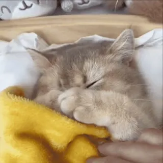 🌟 猫, 睡眠, 可愛い, 動物, ペット whatsapp sticker