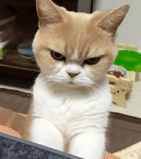 ⚡️ gato, animal, mascota, gatito, enojado, felino telegram sticker