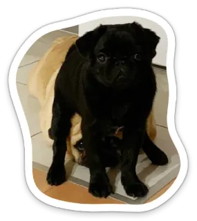 🙈 dog, pet, pug, animal, cute, puppy telegram sticker
