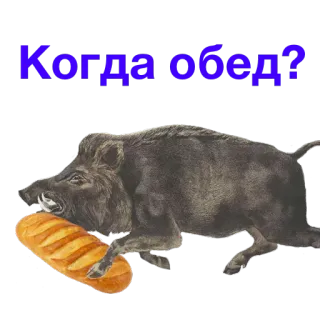 🥖 Когда обед? jabalí, pan, animal, comida, almuerzo, corriendo telegram sticker