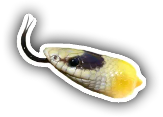 🍋 serpiente, animal, reptil, amarillo, negro, vida salvaje whatsapp sticker