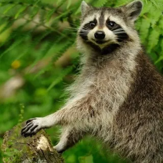 😃 енот, животное, дикая природа, природа, млекопитающее, лес telegram sticker