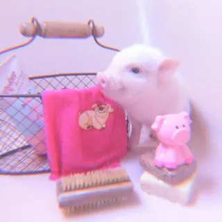 🐽 pig, animal, cute, pet, mini pig, piglet telegram sticker