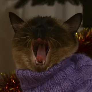 🥱 Katze, Pullover, Gähnen, Haustier, Tier, Siamese, Säugetier, Hauskatze telegram sticker