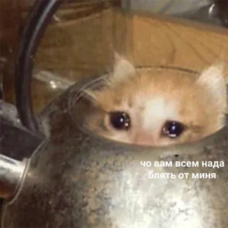 😭 чо вам всем нада блять от миня kot, mem, kociak, smutny, rosyjski, czajnik telegram sticker