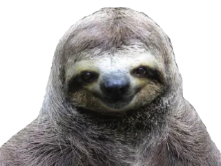 😊 bradipo, animale, mammifero, carino whatsapp sticker