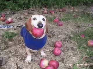 🌟 狗, 腊肠犬, 苹果, 水果, 动物, 宠物, 可爱 telegram sticker
