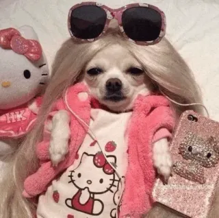 🐩 dog, chihuahua, wig, sunglasses, hello kitty, cute, fashion, funny telegram sticker